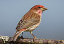 Carpodacus purpureus